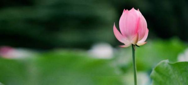 属虎的为什么不能看死人 属虎人看死人有哪些恶果