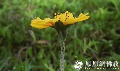 沙发放财位入户门正好斜对沙发  客厅财位摆件