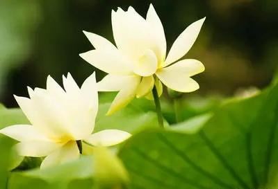 2026年腊八节是什么时候 牛年腊八节是几月几日星期几