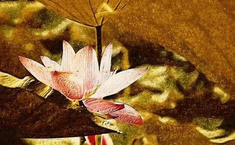 室内最好养的大型绿植排名 生根发芽热带风情